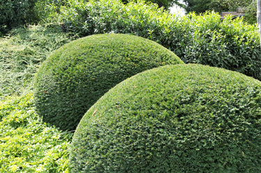 10 PACIFIC YEW Tree Taxus Baccata Brevifolia Evergreen Conifer Sun or Shade Red Ornamental Berry Native Tree Seeds